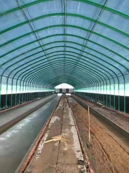 大棚養(yǎng)豬的建設(shè)方法吧